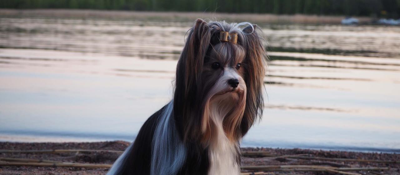 Biewerterrieri_pääkuva