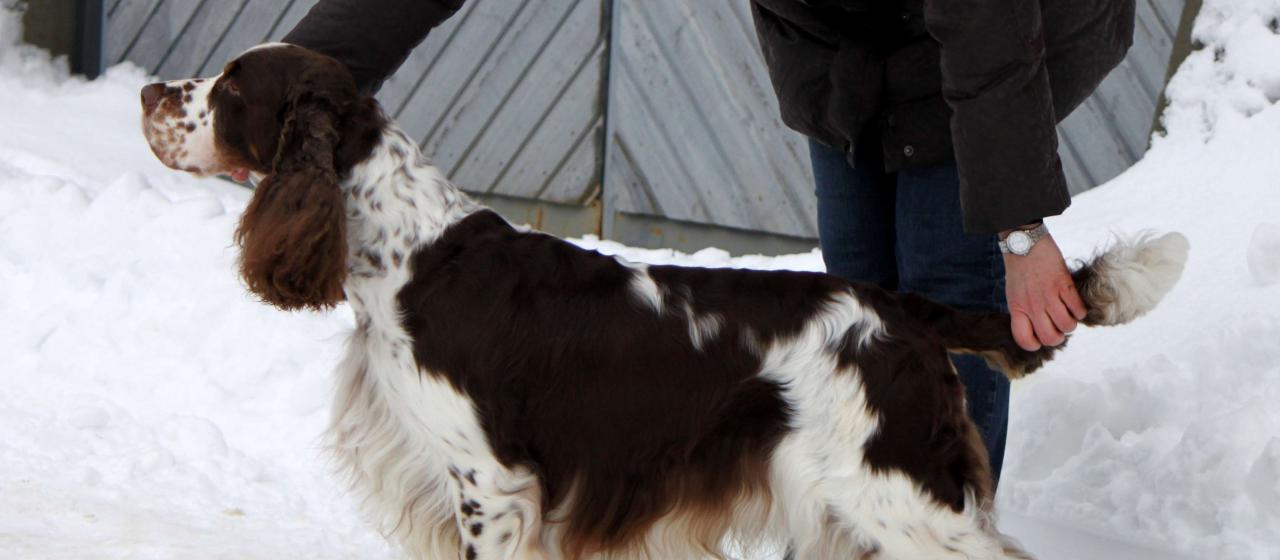 Englanninspringerspanieli  seisoo