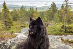 Ruotsinlapinkoira istuu metsässä