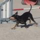 manchesterinterrieri_agility