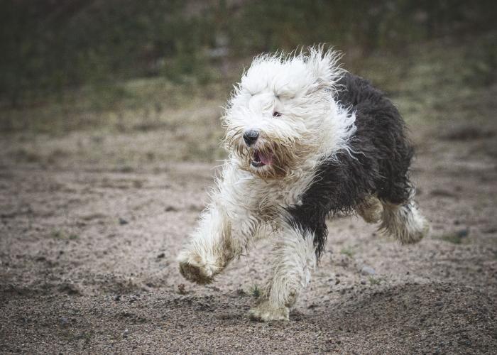 Vanhaenglanninlammaskoira, juoksee