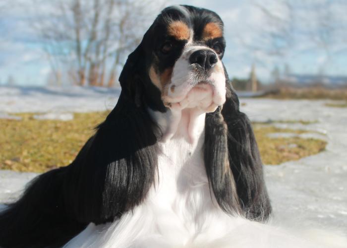  Amerikancockerspanieli