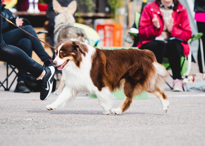Pieniamerikanpaimenkoira_näyttely