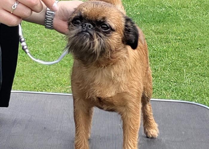 Griffoni näyttelyssä