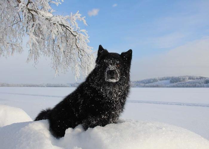 Ruotsinlapinkoira lumessa