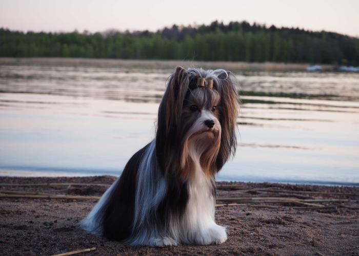 Biewerterrieri_pääkuva