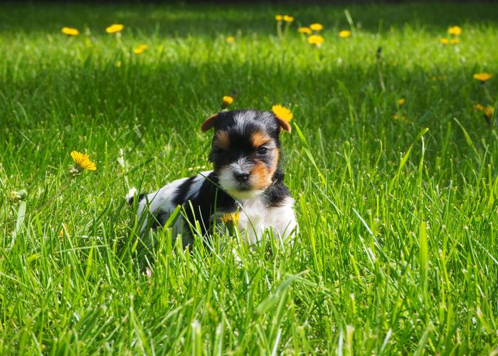 Biewerterrieri pentu