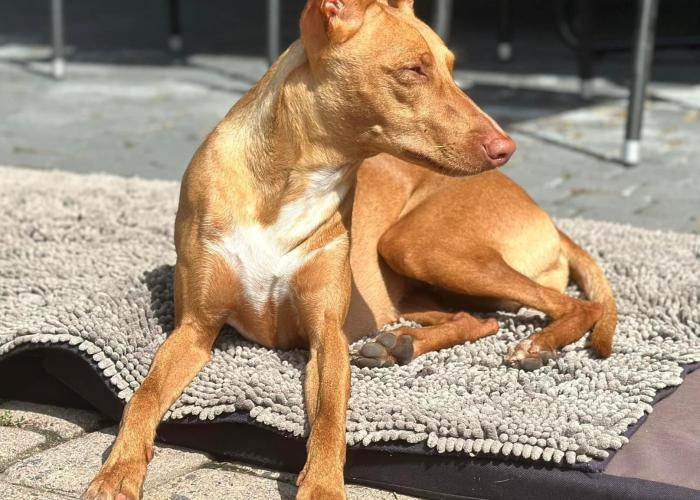 Cirneco makaa auringossa