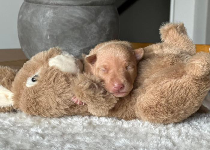 Cirneco pentu nukkuu