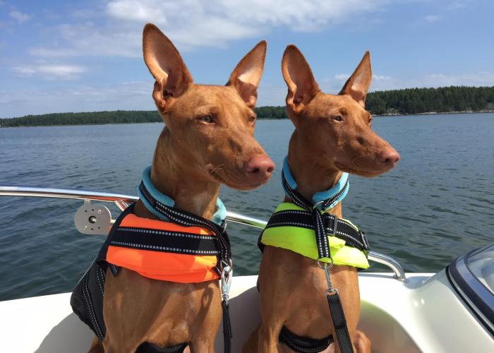 Cirnecot veneilevät