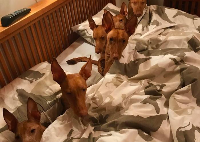 Cirnecot ovat valloittaneet sängyn