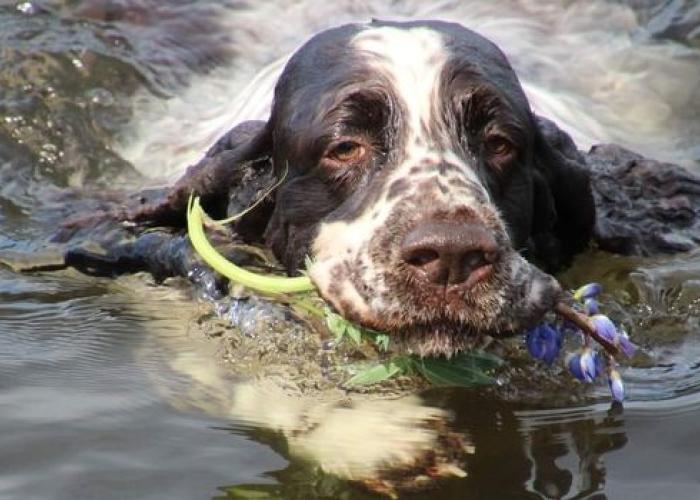 Englanninspringerspanieli ui