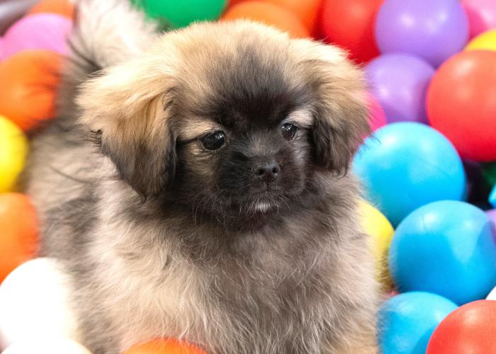 Tiibetinspanielin pentu