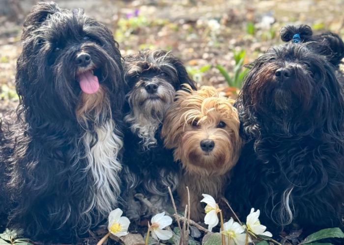 Bichon havanais koiralauma