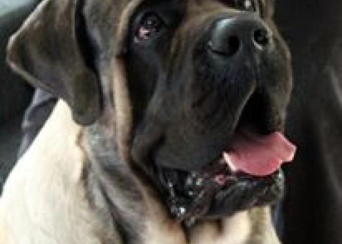 227--mastiffi8.jpg