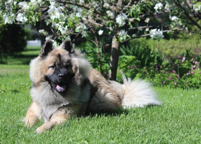 30--eurasier11.jpg