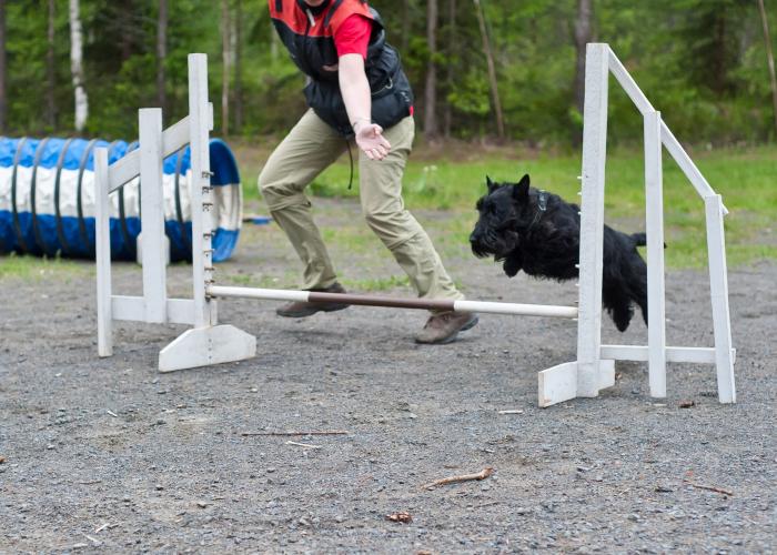 moore_agilityssa_kuva_hannu_majava.jpg